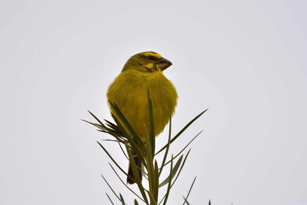 Crithagra sulphurata sulphurata Crithagra sulphurata sulphurata